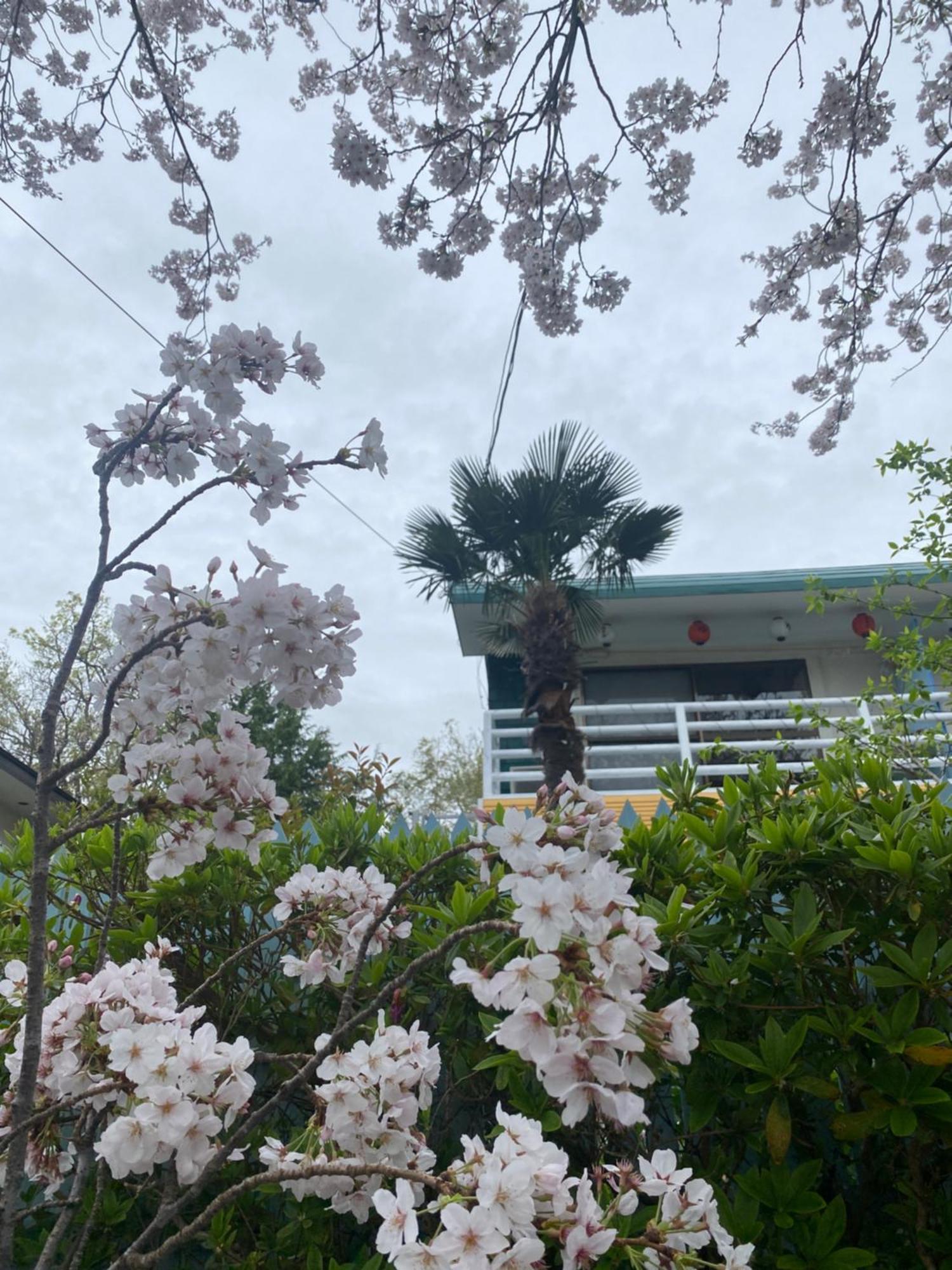 Hanamizuki Onsen Resort Ito  Buitenkant foto